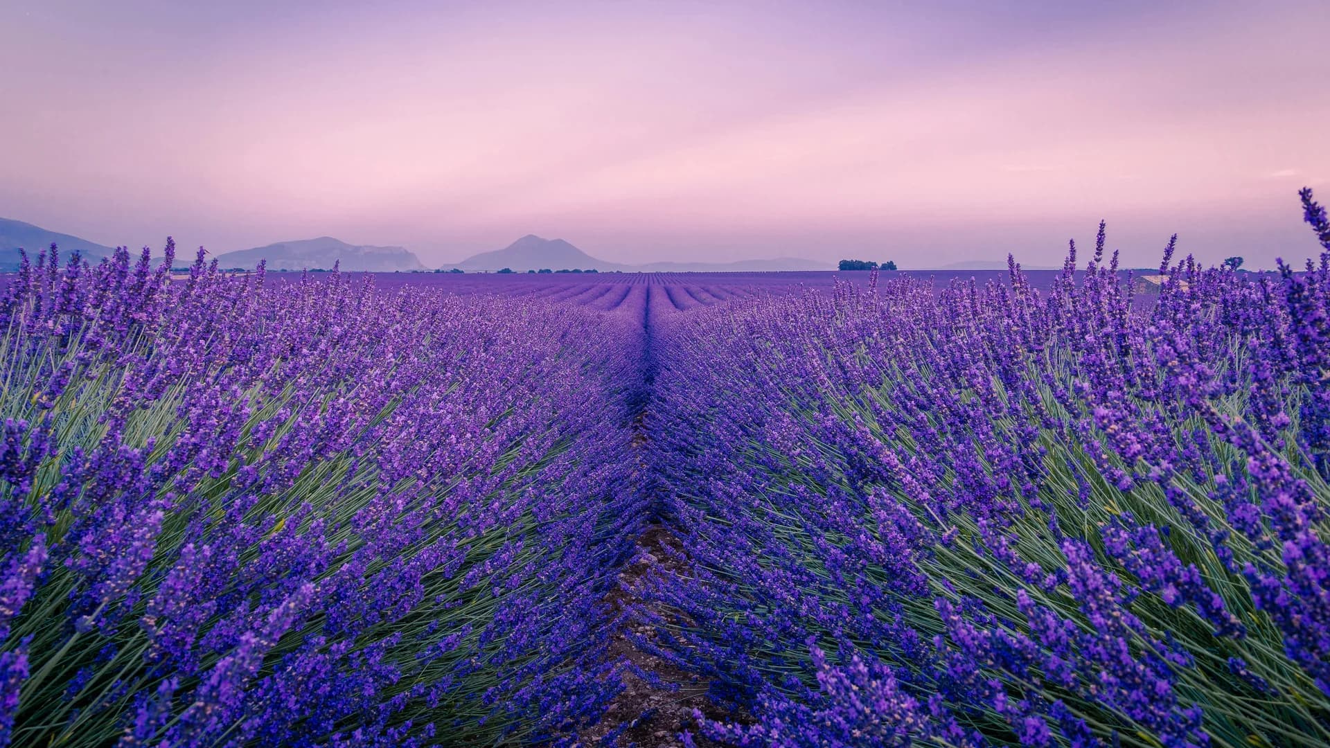 Champs de lavande en Provence